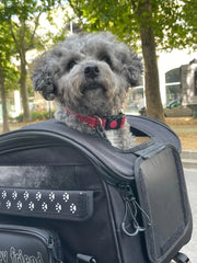 OJ ATMOSFERE METROPOLITANE s.r Pet Bag 30L Svart - PE35150271 bild 2 PMIMAGE:62F72F8E8D828ADE1225